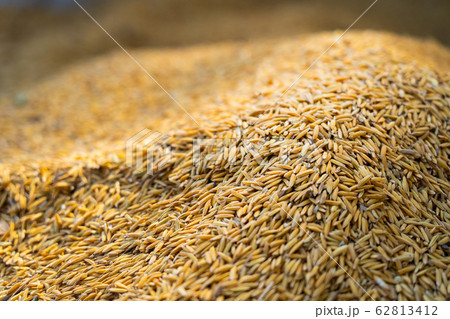 Closeup paddy rice pile, Rice seed grain Closeup paddy rice pile, Rice seed grain 62813412