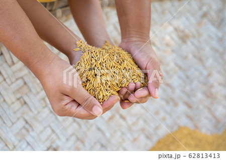 Closeup paddy rice on farmer hand Closeup paddy rice on farmer hand 62813413