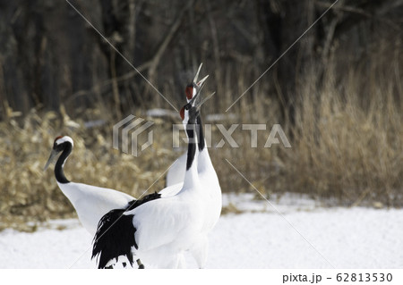 タンチョウの鳴き交し　鶴居村 62813530