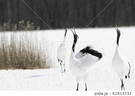 タンチョウの鳴き交し 鶴居村 タンチョウの鳴き交し 鶴居村 62813532