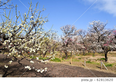 東京 府中郷土の森博物館の梅林 東京 府中郷土の森博物館の梅林 62813620