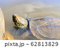 かめ 62813829