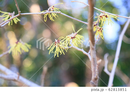 マンサクの花 62813851