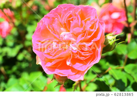 花 62813865