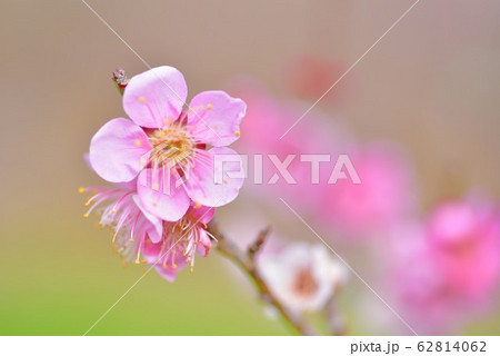 満開の河津桜 満開の河津桜 62814062