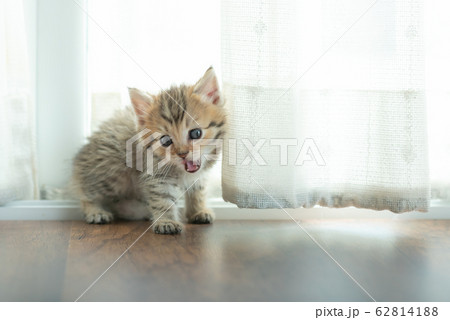 Cute kitten in home 62814188