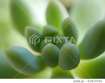 多肉植物 セダム 多肉植物 セダム 62814191