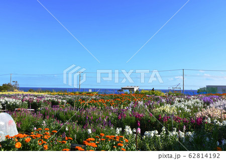 房総半島の花畑　花摘み 62814192