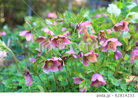 クリスマスローズの花 62814233