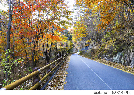 【山梨県】紅葉の本谷川渓谷 【山梨県】紅葉の本谷川渓谷 62814292