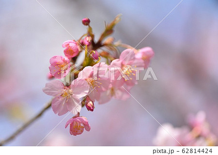 満開の河津桜 満開の河津桜 62814424