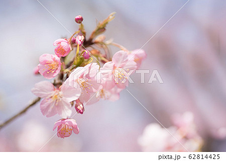 満開の河津桜 62814425