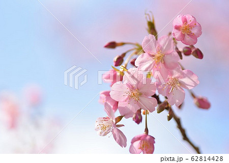 満開の河津桜 62814428