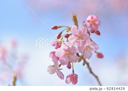 満開の河津桜 満開の河津桜 62814429