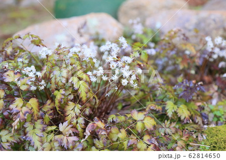 セリバオウレンの花 セリバオウレンの花 62814650
