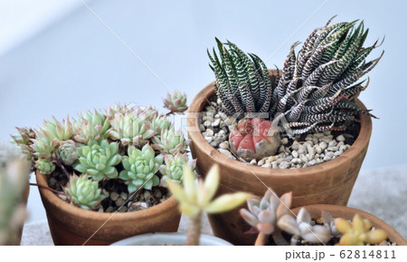Cactus in little earthenware pot, GRAPTOPETALUM 62814811