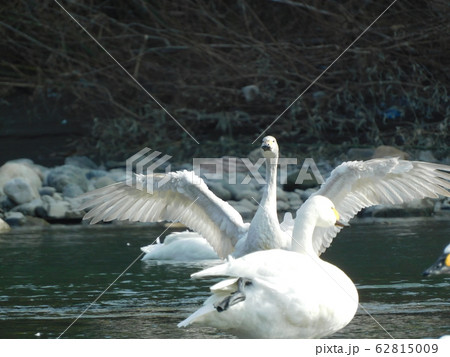 白鳥 コハクチョウ (埼玉県深谷市荒川) 白鳥 コハクチョウ (埼玉県深谷市荒川) 62815009