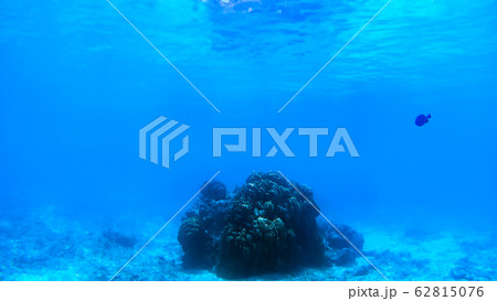 沖縄　渡嘉敷島の水中写真 62815076