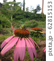 花のりカエル 62815153