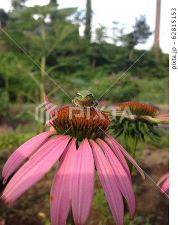 花のりカエル 花のりカエル 62815153
