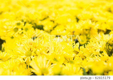 Defocused yellow flower field. Floral blur background. Defocused yellow flower field. Floral blur background. 62815179