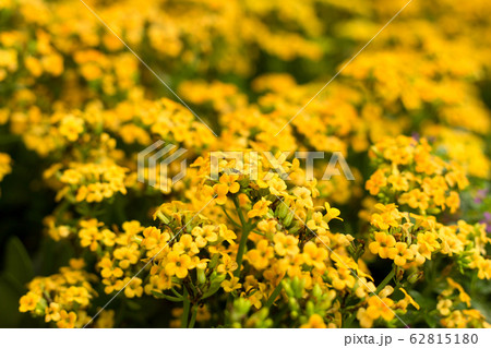 Defocused orange flower field. Floral blur background. Defocused orange flower field. Floral blur background. 62815180