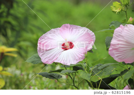 アメリカフヨウ(アメリカ芙蓉)の花 アメリカフヨウ(アメリカ芙蓉)の花 62815196
