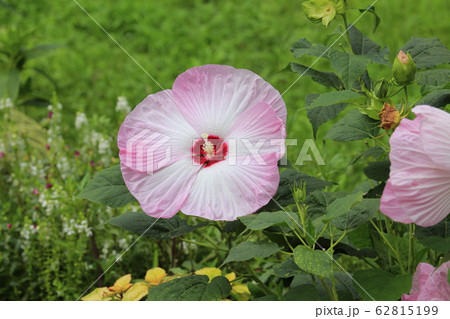 アメリカフヨウ(アメリカ芙蓉)の花 アメリカフヨウ(アメリカ芙蓉)の花 62815199