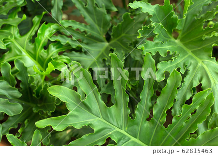 Green flowers and leaves. Tropic background. Green flowers and leaves. Tropic background. 62815463