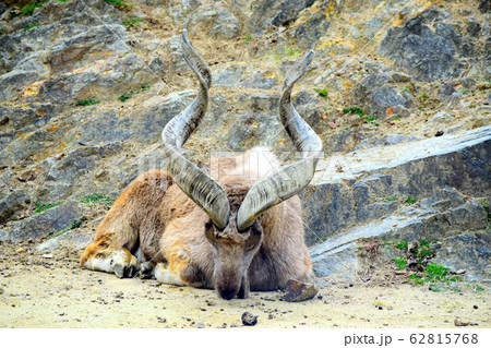 マーコール 62815768