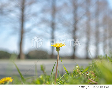 春の並木道 62816358