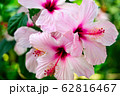 Beautiful Pink Hibiscus flower in the garden 62816467