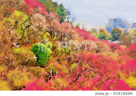 池上梅園の梅の花（2月）東京都大田区 62816686