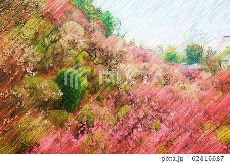 池上梅園の梅の花（2月）東京都大田区 62816687