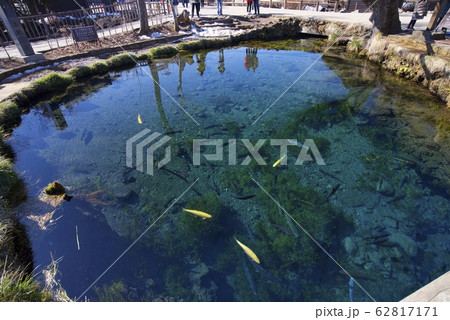 冬の忍野八海の湧池(山梨県) 冬の忍野八海の湧池(山梨県) 62817171