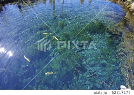 冬の忍野八海の湧池（山梨県） 62817175