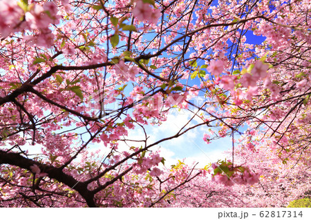 神奈川県松田町の河津桜06 神奈川県松田町の河津桜06 62817314