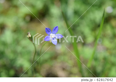 ヒナギキョウ 62817642