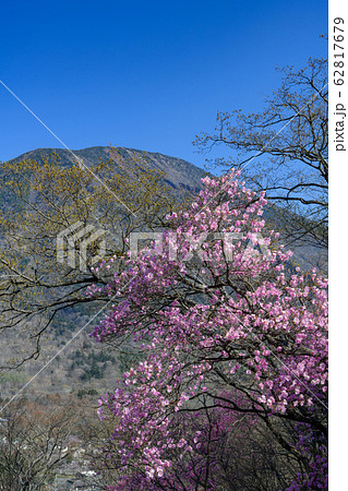 アカヤシオと男体山 アカヤシオと男体山 62817679
