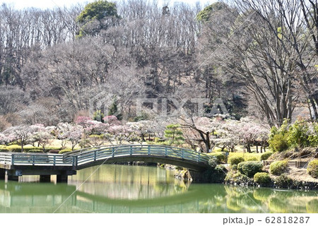 梅が咲く薬師池公園 町田 梅が咲く薬師池公園 町田 62818287