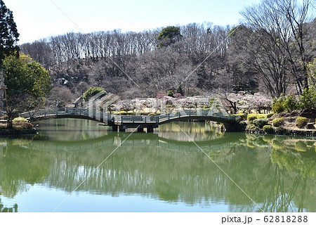 梅が咲く薬師池公園　町田 62818288