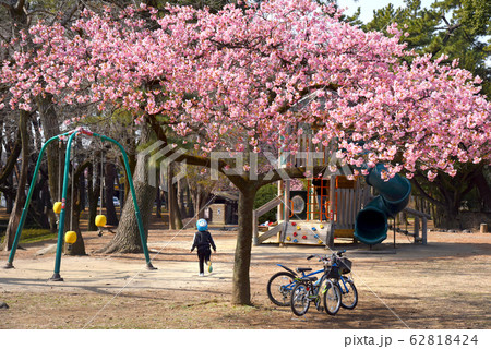 河津桜と少年と自転車 河津桜と少年と自転車 62818424