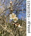 梅の花 62818425
