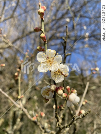 梅の花 梅の花 62818425