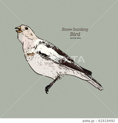 The snow bunting is a passerine bird in the family The snow bunting is a passerine bird in the family 62818492
