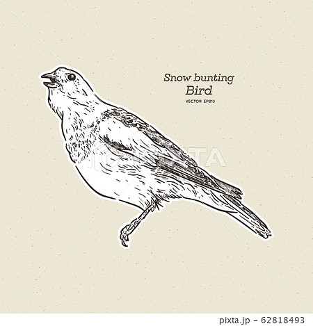 The snow bunting is a passerine bird in the family 62818493