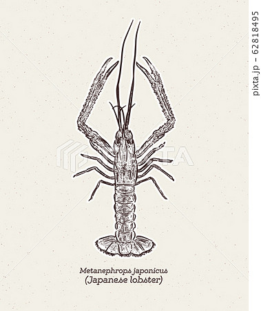 Art & Illustration 62818495