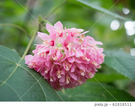 ドンベア・ウォリッキー 62818511