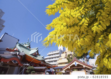 尼崎えびす神社とミモザ(兵庫県) 尼崎えびす神社とミモザ(兵庫県) 62818593