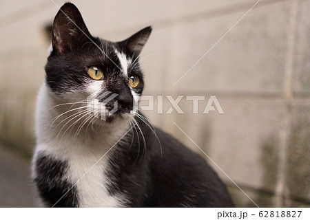 猫の写真素材 [62818827] - PIXTA